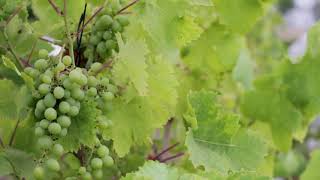 GRAPE VINEYARD | NO COPYRIGHT VIDEO | NO COPYRIGHT VIDEO BACKGROUND | 4K | HD screenshot 3