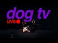 Live dog tv  virtual walking for dogs to watch