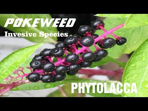 Video: Er pokeweed-bær giftige for fugler?