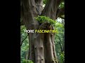 Why Some Trees Talk Underground. #Shorts