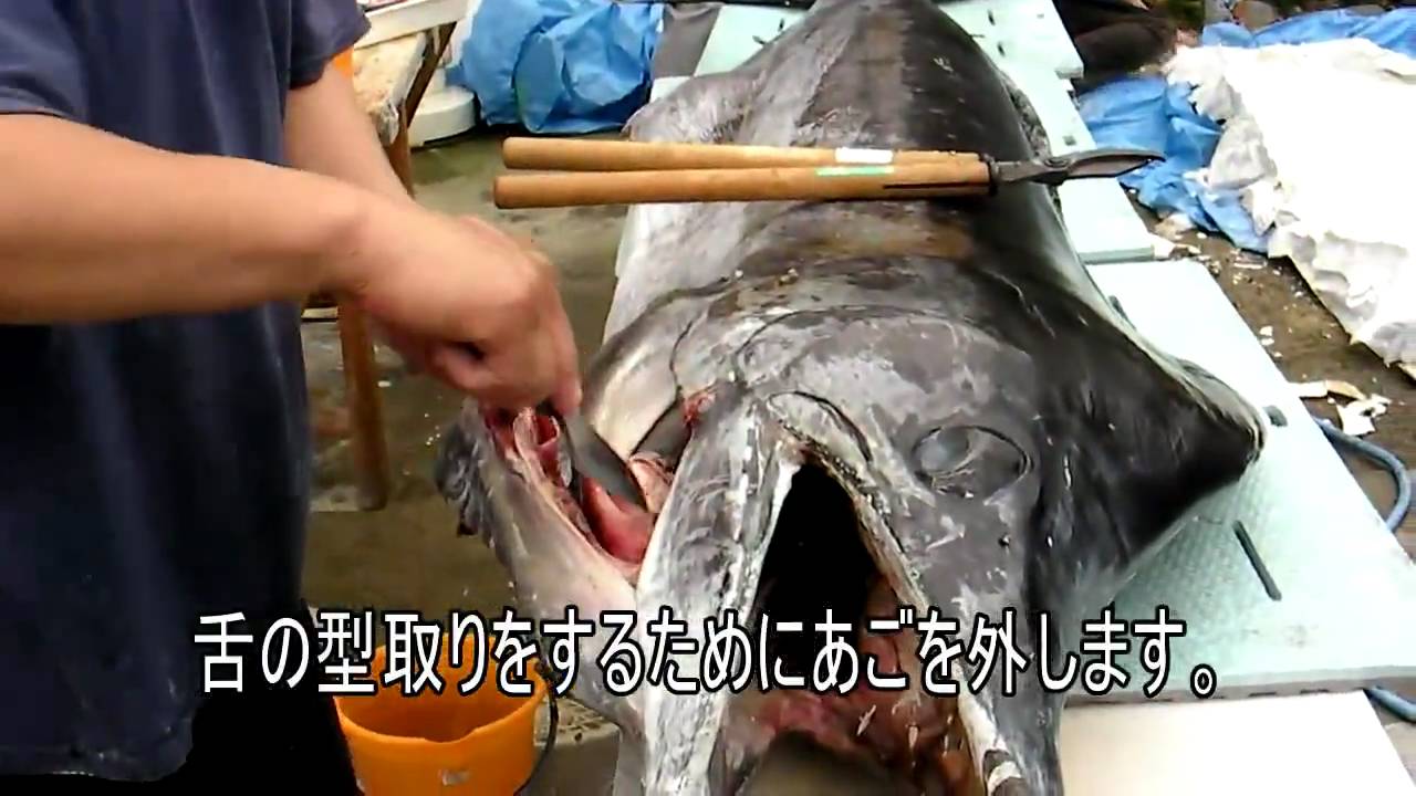 釣り カジキ Gyonet 巨大カジキ剥製づくりに迫る Youtube
