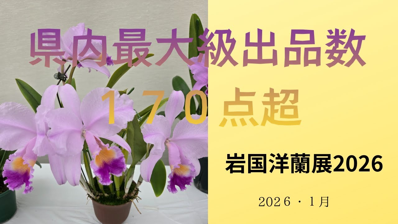 県内最大級出品数１７０点超！岩国洋蘭展２０２６　＃岩国蘭友会　＃瀬戸内オーキッド