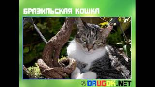 Бразильская кошка Бразильская кошка