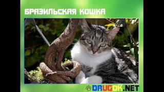 Бразильская кошка