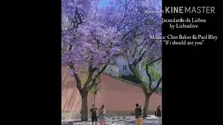 Jacarandás de Lisboa