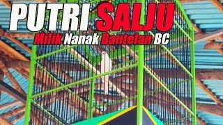 Aksi Kenari Lokal Juara PUTRI SALJU Milik Nanak Bantelan BC Di 1St Anniversary Juri SingBeBas