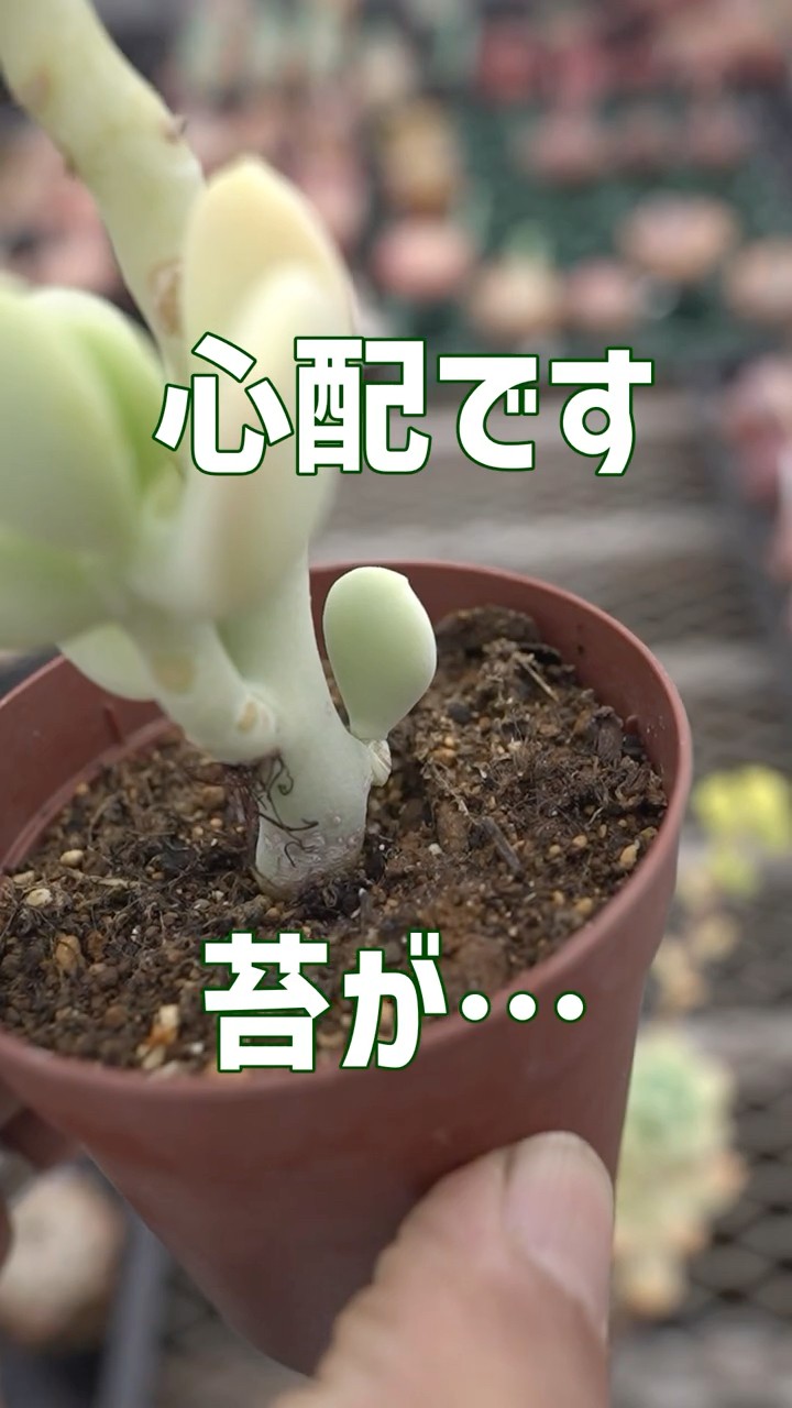 多肉植物 つぶつぶ屋 - YouTube