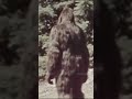 Does this 1981 photo rival the patty film shorts shortsshortsfeed shortsyoutube bigfoot