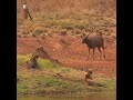 Sub Adult Tigers Stalking Sambar Deer Sub Adult Tigers Stalking Sambar Deer