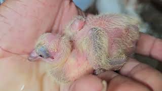Famous Fantail And Fancy Pigeon Breeding Update 08/03/2026 #like #subscribe Wealth