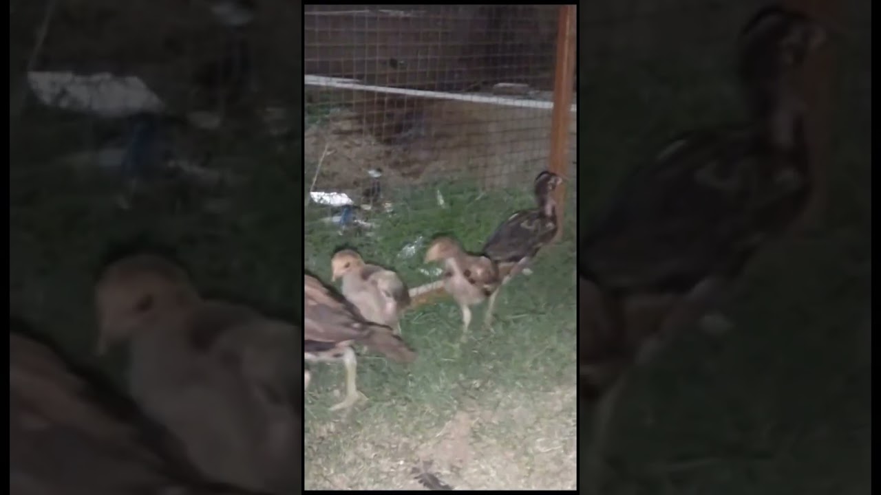 Thai Neck Locker Chicks 