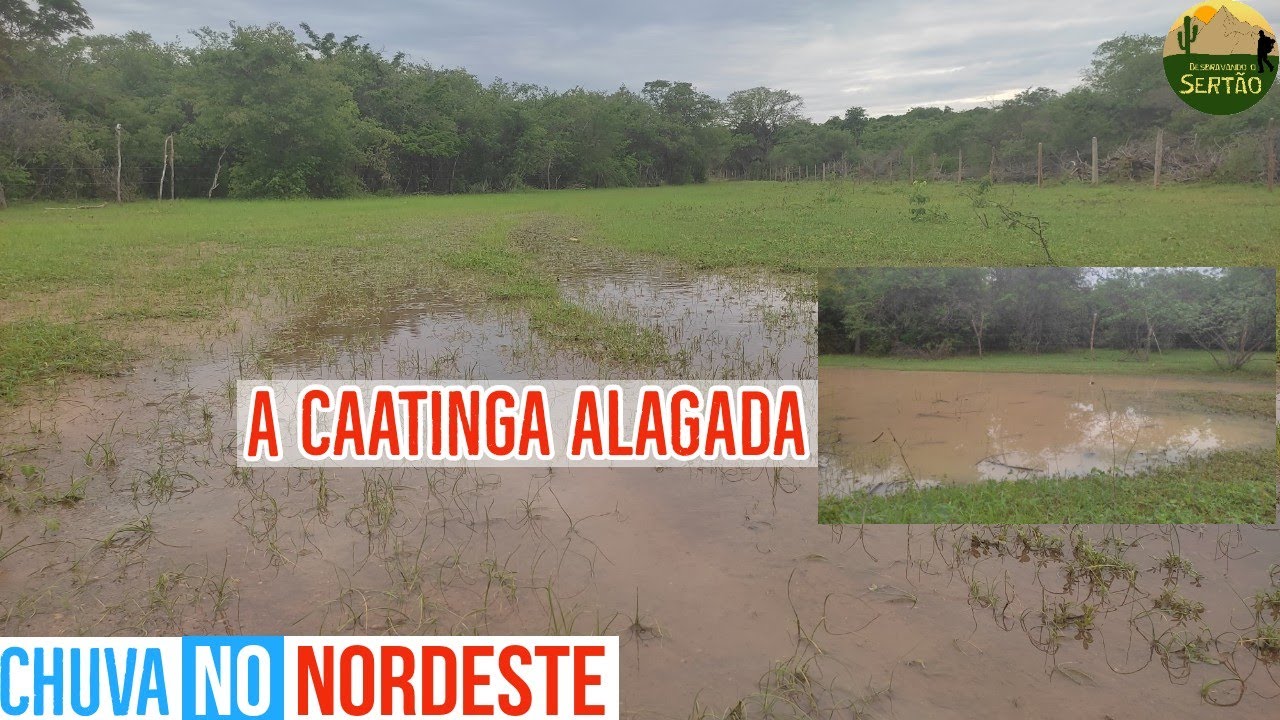 A Caatinga aqui virou um 
