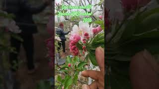 एक बीमा 35  पींक बड् .... कुदरत भी कमाल है #apple #lifeisbutadream #applemurabba #happyapples