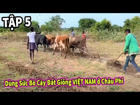 (Tập 5) Nông Nghiệp VIỆT NAM ở Châu Phi || Hướng Dẫn Người Dân Dùng Sức Bò Cày Đất Giống Việt Nam