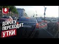 В Санкт-Петербурге водители пропустили двух уток, которые переходили дорогу