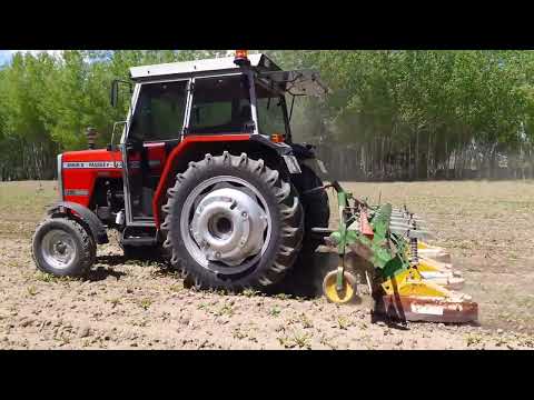 Massey Ferguson şeker