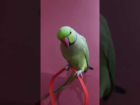 Parrot sound 😍🦜