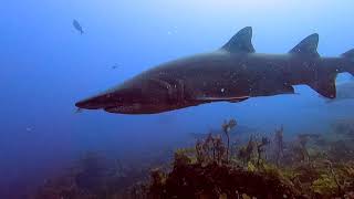 Grey Nurse Sharks of Montague Island