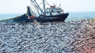Unbelievable Big Net Catch Anchovies Caught Hundred Tons On the Boat