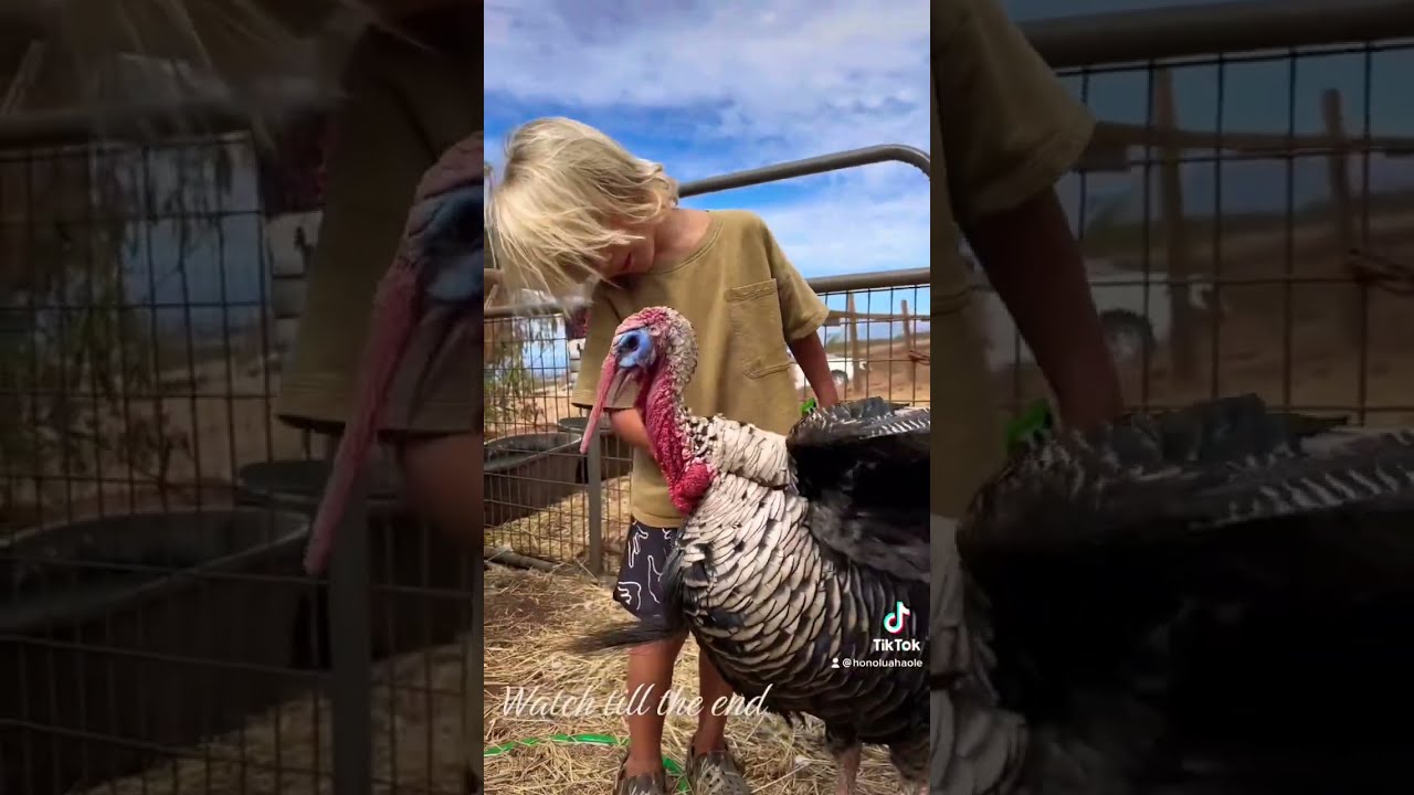Turkey Attack