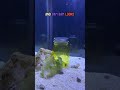 Can my octopus open a jar
