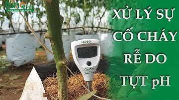 XỬ LÝ CHÁY RỄ DO TỤT pH CỦA CÂY ỚT CHUÔNG (PHẦN 1) - FUNOFARM