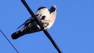 Вяхирь (лат. Columba palumbus). Гнездо на даче на ёлке.