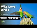 The wild rosy faced love bird parrot lifestyle  episode 6  hindi documentary