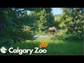 Moose in a flooded forest | Calgary Zoo in Planet Zoo Ep.21