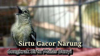 Download Lagu 100% Ampuh Bikin Sirtu Cipoh Malas Bunyi Jadi Tambah Gacor MP3