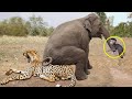 Unbelievable...Elephant Herd Save Success Baby Monkey From Leopard Hunting - Powerful of Elephant