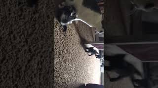 Mamma calling kittens by nanny geo 107,036 views 5 years ago 1 minute, 44 seconds