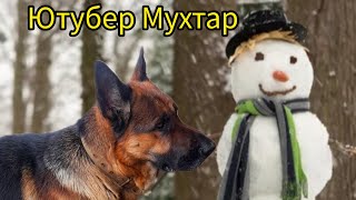 | German Shepherd | Німецька вівчарка 🐕⛄☃️  Mukhtar cleans the snow / Мухтар чистить сніг