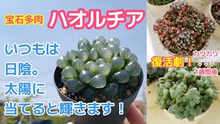 【多肉植物】我が家のﾊｵﾙﾁｱご紹介！ｶﾘｶﾘからの復活方法！！