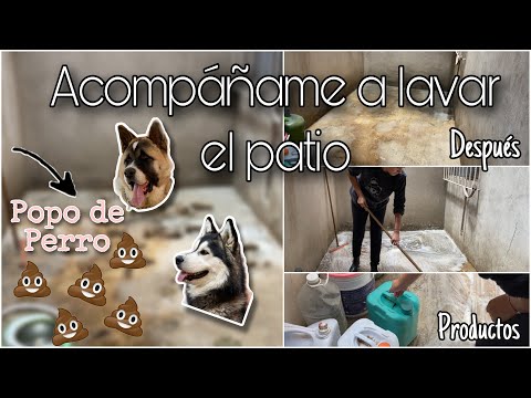 Video: ¿Por qué mi perro de repente comenzó a orinar en los muebles?