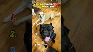 Ranking Feeding Hungry Dogs Video 😂