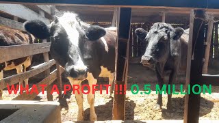 DAIRY FARMING IN KENYA// HOW TO FEED DAIRY COWS
