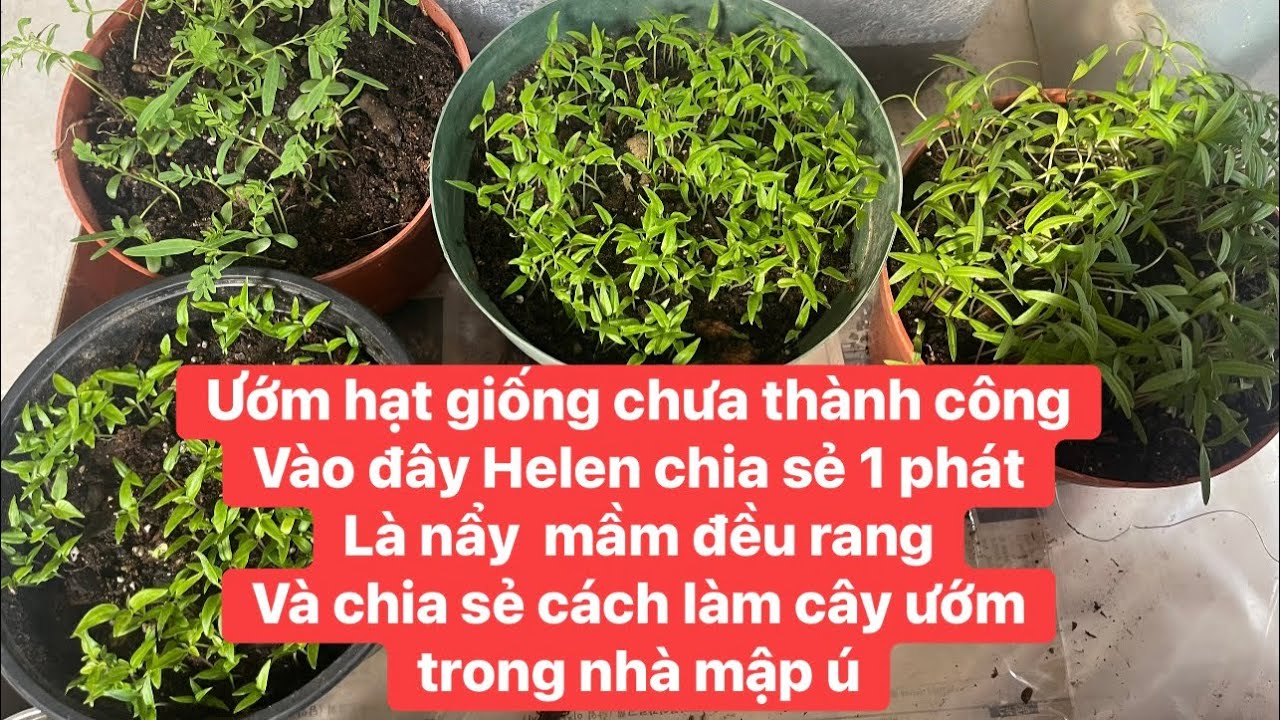 Mỗi năm mọi người ươm hạt giống chưa nẳy mầm. Vào đây helen chia sẻ 1 phát thành công.cây to mập ú.