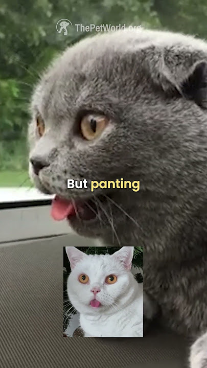 Why Is Your Cat Panting Like a Dog? 🐱💨What You Need to Know!🚨