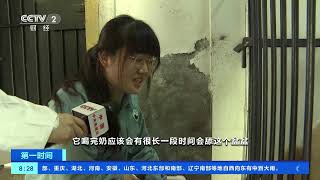 [第一时间]“七仔”保育员：手势作暗号 陕西话呼唤 与大熊猫有默契| 财经风云