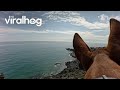 Cliffside Biker's Dog Says Hello || ViralHog
