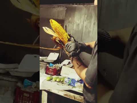 مشکل دندون داری یا دماغت عمل شده بیا پیشم بلال دون شده بخور بلال 