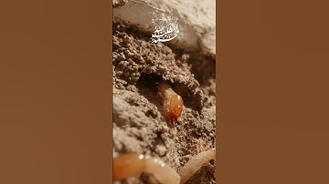 وَلَقَدْ آتَيْنَا دَاوُودَ وَسُلَيْمَانَ عِلْمًا ۖ #الشيخ_عبد_المطلب_محمد #قران_كريم #سورة_النمل