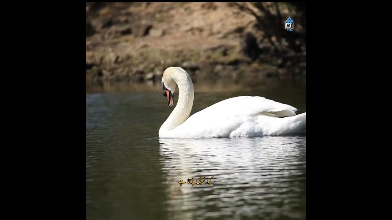 Yasmeen Hameed | Urdu Poetry | Warda Shah | 