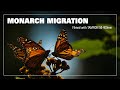 Monarch Migration filmed with Tamron 50-400mm