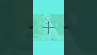 Rottweiler Mix 5 Breeds? | Rottweiler 5 Crossed Breeds | #shorts