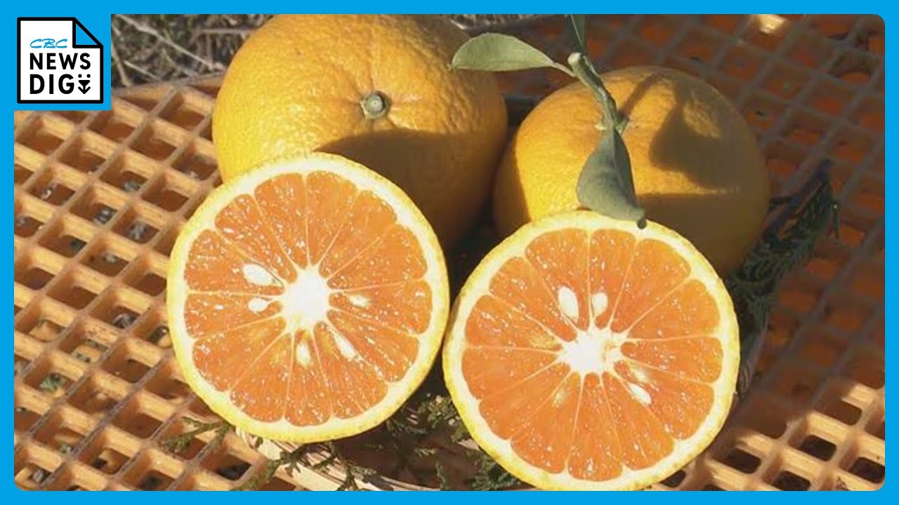 幻のミカン” 市木オレンジの収穫最盛期 果汁多く爽やかな風味が特長