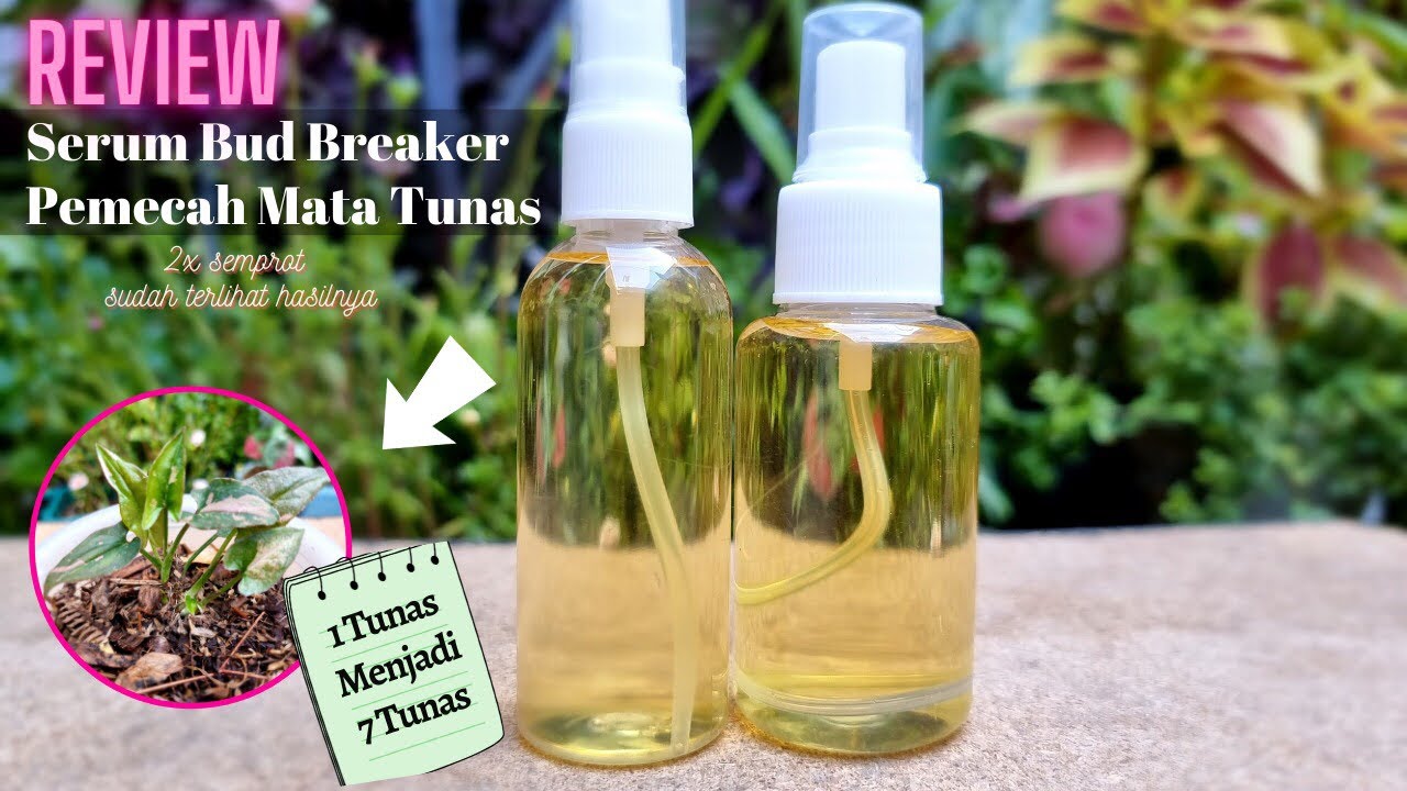 Review Serum Bud Breaker Serum Pemecah Mata Tunas Cara Agar Tunas