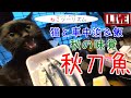 【猫と車中泊】秋の刀魚