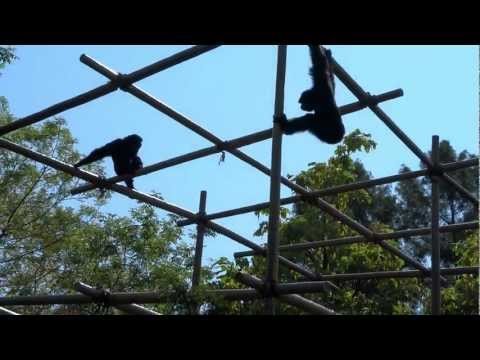Video: Differenza Tra Gibbons E Siamang